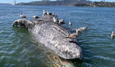 California grey whale found dead near Golden Gate Bridge after suspected ship strike