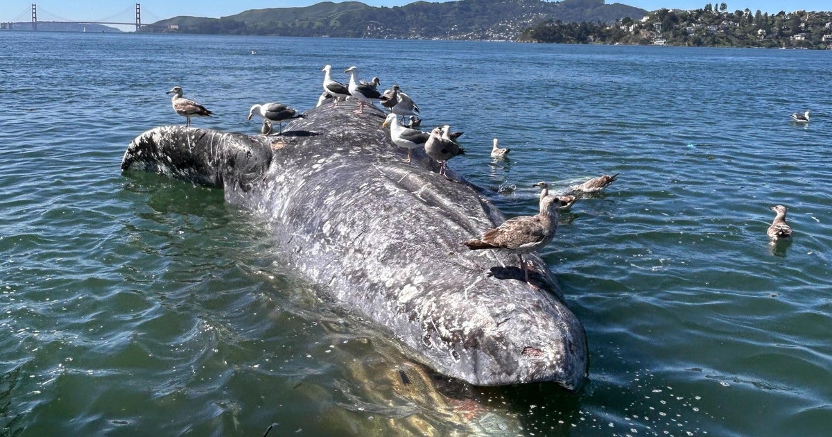 California grey whale found dead near Golden Gate Bridge after suspected ship strike