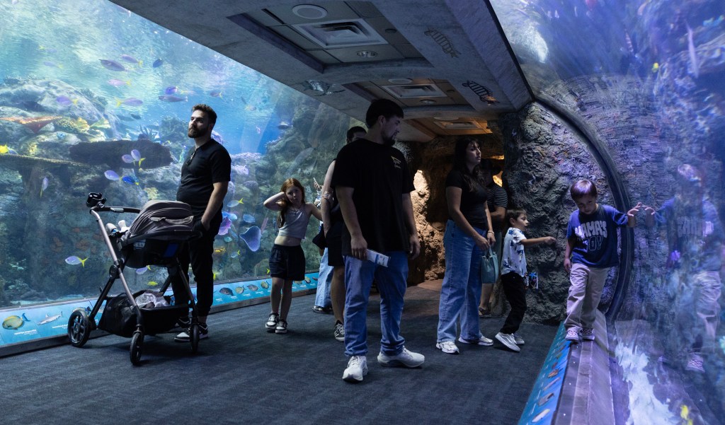 Guests explore the exhibits at the Aquarium of the Pacific, looking at marine life in large tanks.