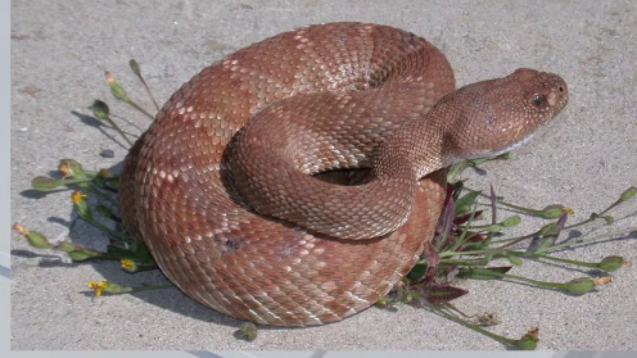 Ventura County woman dies from rattlesnake bite