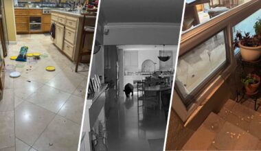 Bear enters Claremont home and raids kitchen snacks – NBC Los Angeles