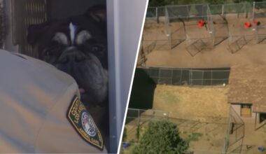 LA County animal rescue prompts urgent push for fosters and adopters – NBC Los Angeles