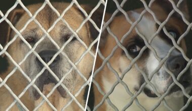 LA animal shelters to get help from Chicago agency after rescue – NBC Los Angeles
