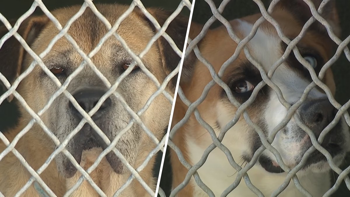 LA animal shelters to get help from Chicago agency after rescue – NBC Los Angeles