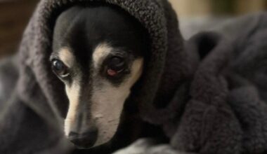 14-year-old dog mauled to death at Woodland park by loose dog, criminal charges possible for owner