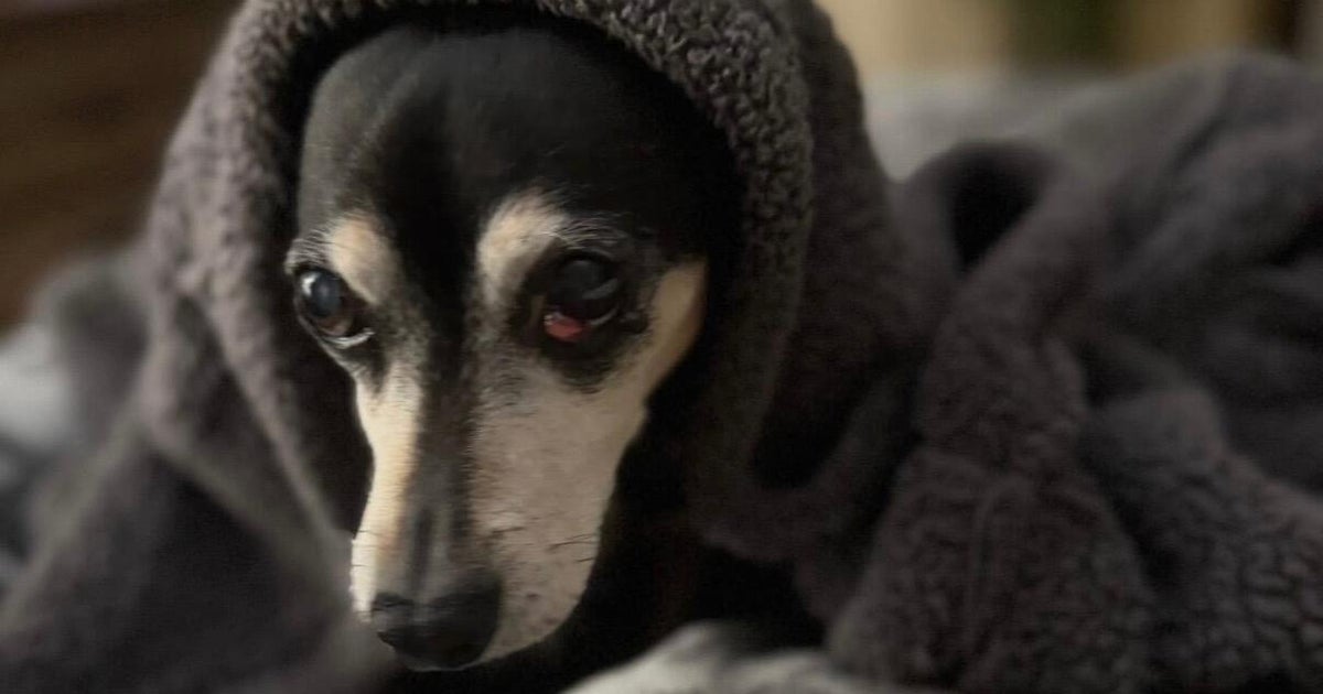 14-year-old dog mauled to death at Woodland park by loose dog, criminal charges possible for owner