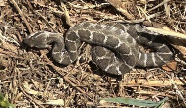 Rattlesnakes spotted in San Jose's Alum Rock Park as heat wave hits