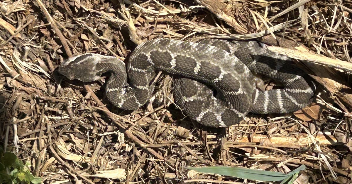 Rattlesnakes spotted in San Jose's Alum Rock Park as heat wave hits