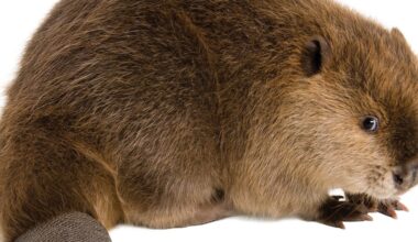 Why California Needs Beavers for Wildfires