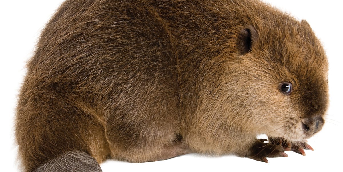 Why California Needs Beavers for Wildfires