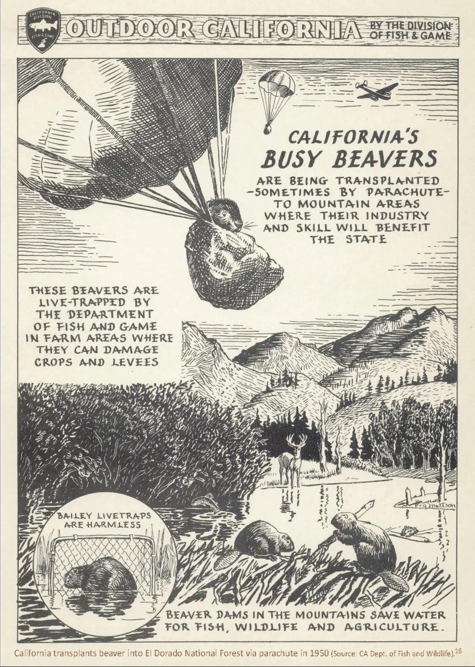 infographic about transplanting beavers in california, a 1950s california department of fish and wildlife poster depicts efforts to reestablish beavers
