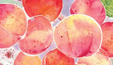 Royal Blenheim Apricots in California