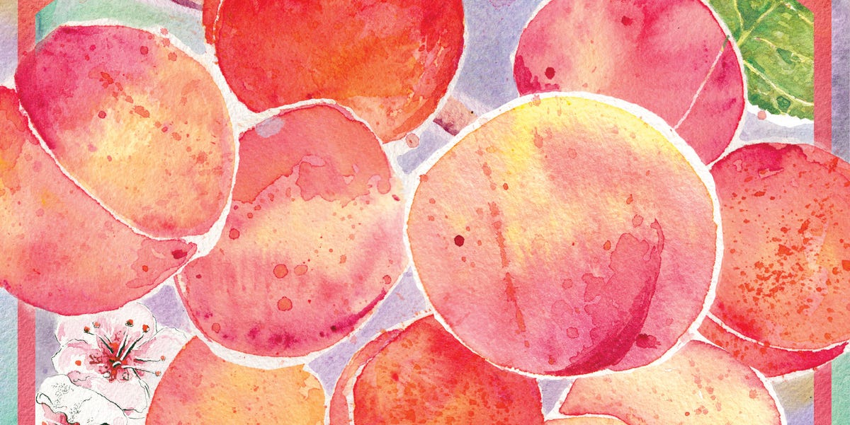 Royal Blenheim Apricots in California