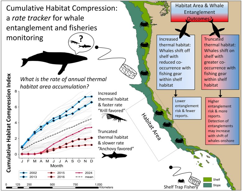 During marine heatwaves, humpback feeding grounds along the U.S. West Coast are shrinking, forcing the whales to forage closer to shore where chances are higher of them becoming entangled in fishing gear, like Dungeness crab traps, which are also concentrated in coastal waters. Credit: Santora JA, et al./PLOS Climate/CC-BY 4.0