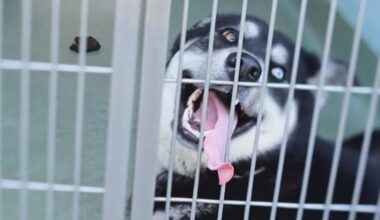 "Hot Girls Who Care" step in to save dogs from crowded animal shelters