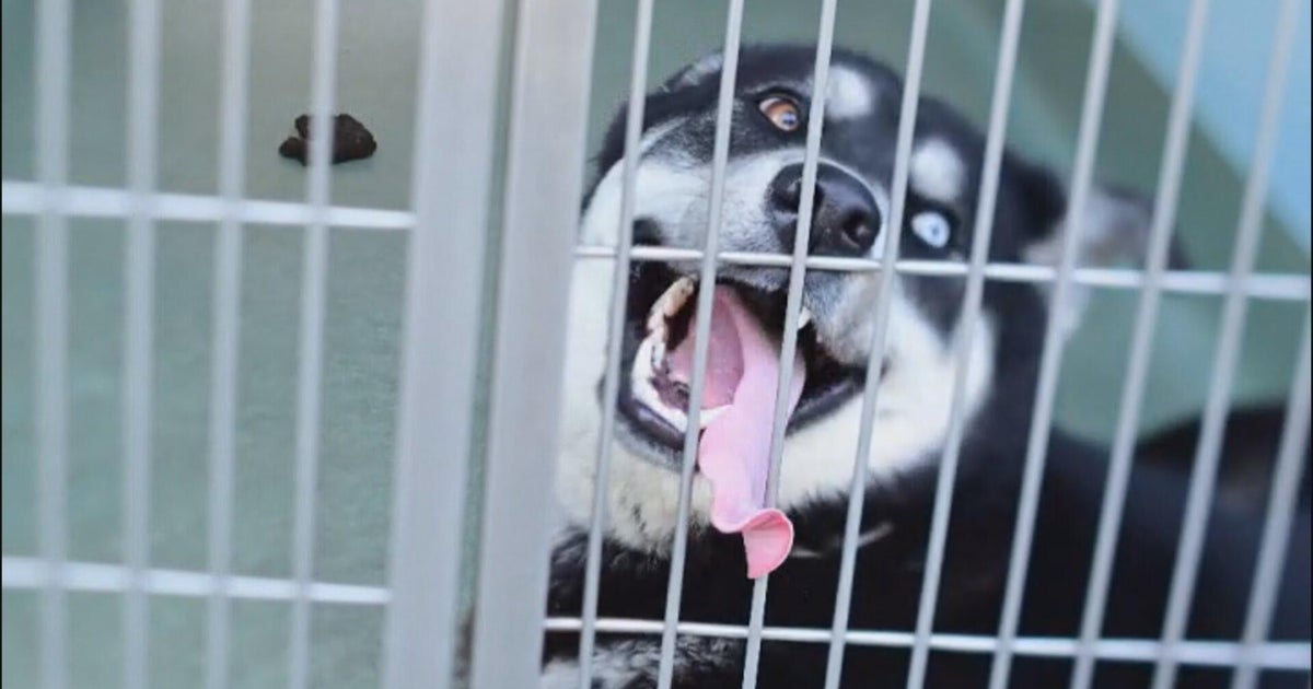 "Hot Girls Who Care" step in to save dogs from crowded animal shelters