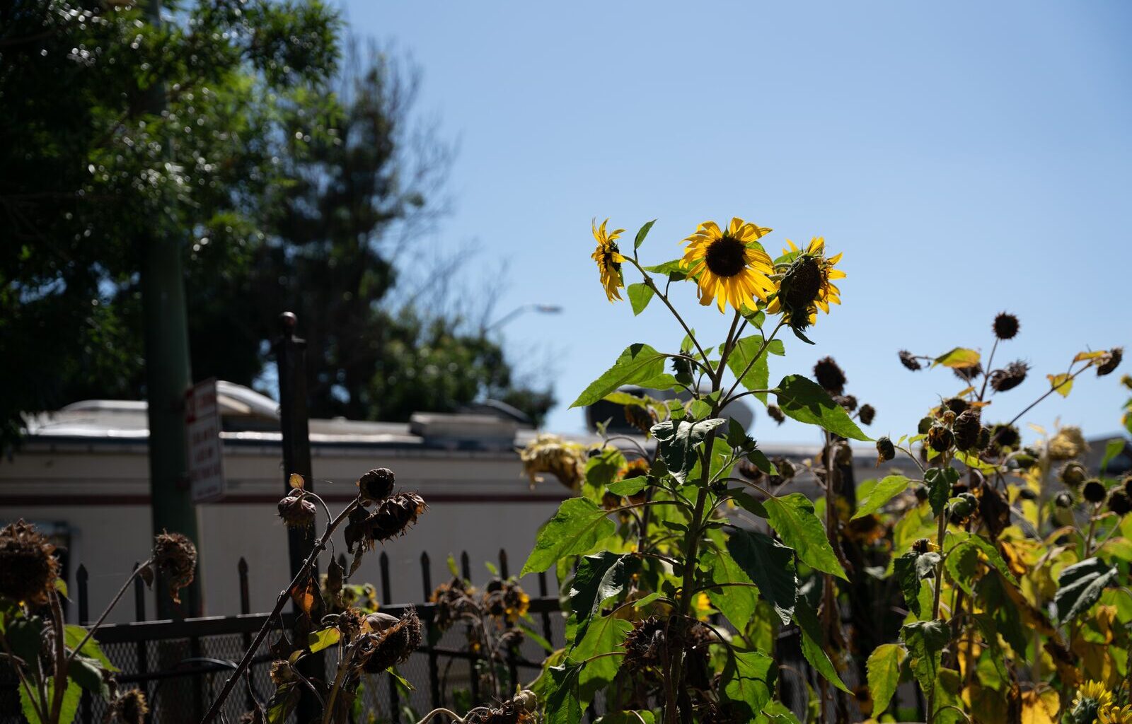 85 degrees in March? East Bay braces for early heat wave