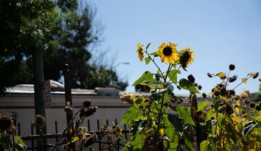 85 degrees in March? East Bay braces for early heat wave