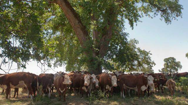 Carol Scheiber's farm in Lincoln, California in 2011. In 2026, Placer County invested in the Placer County Agriculture Resilience Initiative.