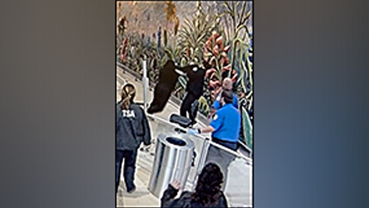 California man faces 20 years after allegedly assaulting TSA officers