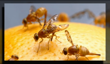 Mexican fruit flies found in La Mesa prompt quarantine – NBC 7 San Diego