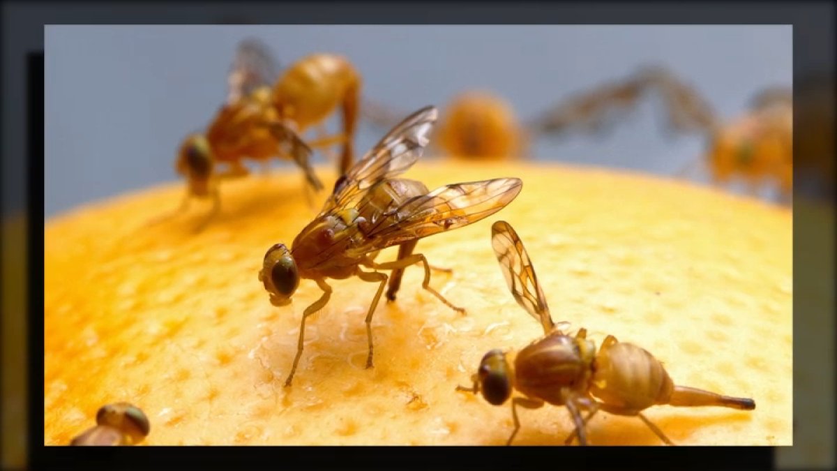 Mexican fruit flies found in La Mesa prompt quarantine – NBC 7 San Diego