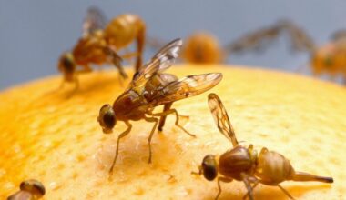 CDFA declares new quarantine area after finding Mexican fruit flies in La Mesa