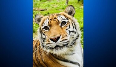 Oakland Zoo euthanizes rescued tiger after cancer diagnosis