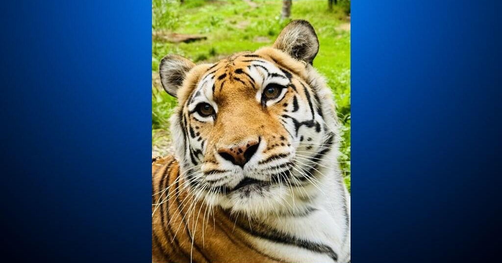 Oakland Zoo euthanizes rescued tiger after cancer diagnosis