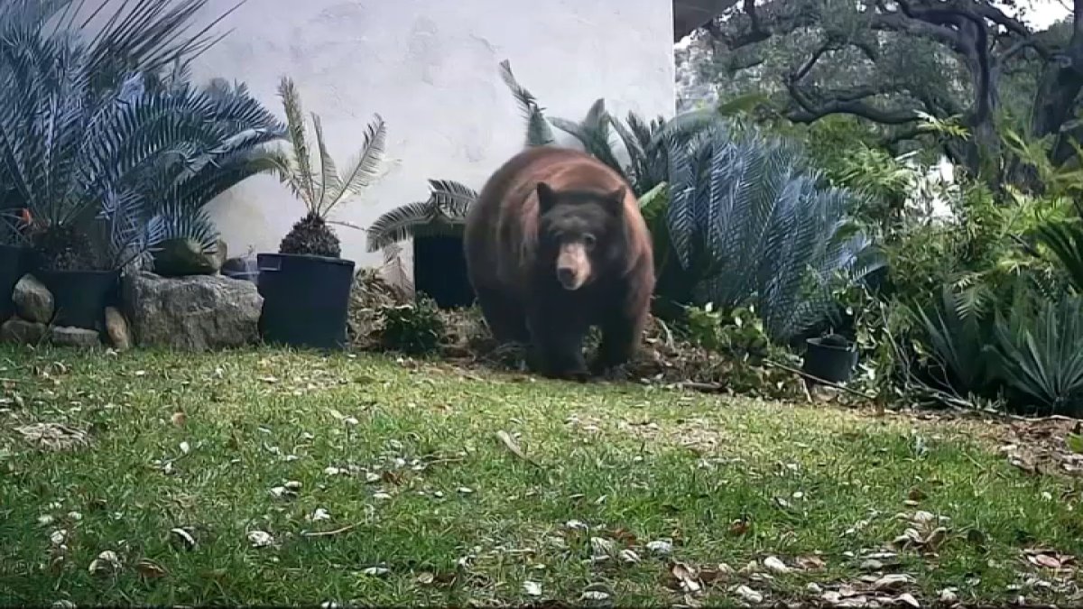 Bear who swiped at woman in Monrovia has been euthanized – NBC Los Angeles