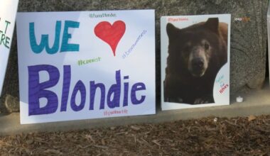 Monrovia residents hold memorial walk for euthanized bear – NBC Los Angeles