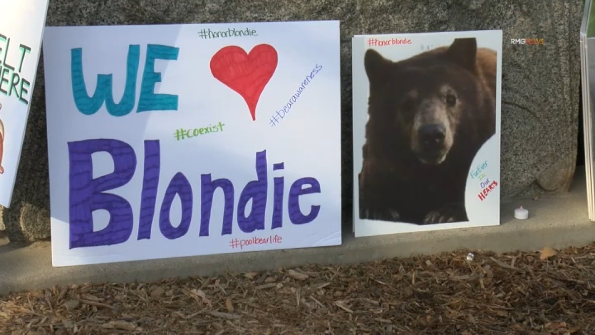 Monrovia residents hold memorial walk for euthanized bear – NBC Los Angeles