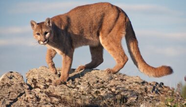 Mountain Lion Sighting | Roommate Shooting | Screwdriver Attack | Whole Foods Theft Spree: NorCal In Brief