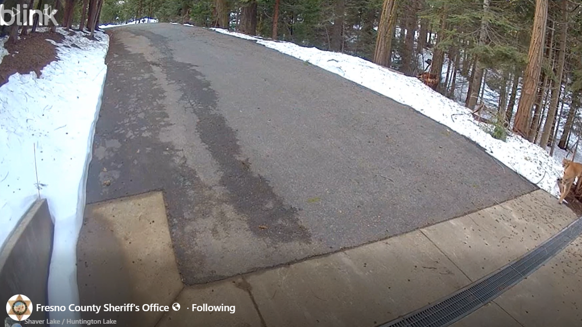 Mountain lions near Fresno CA: See video at Shaver Lake home