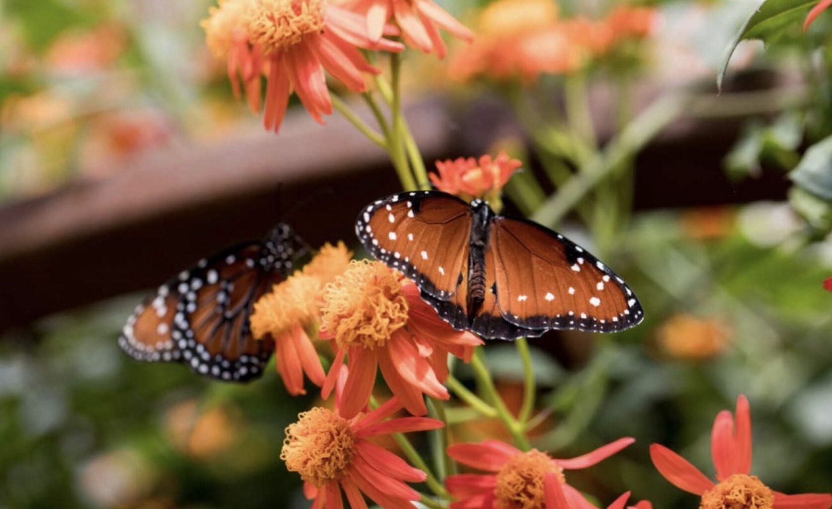 10 Things To Do For This Sunday in L.A. [3-22-2026]