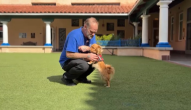 Father Joe’s Villages helping people and their pets stay together – NBC 7 San Diego