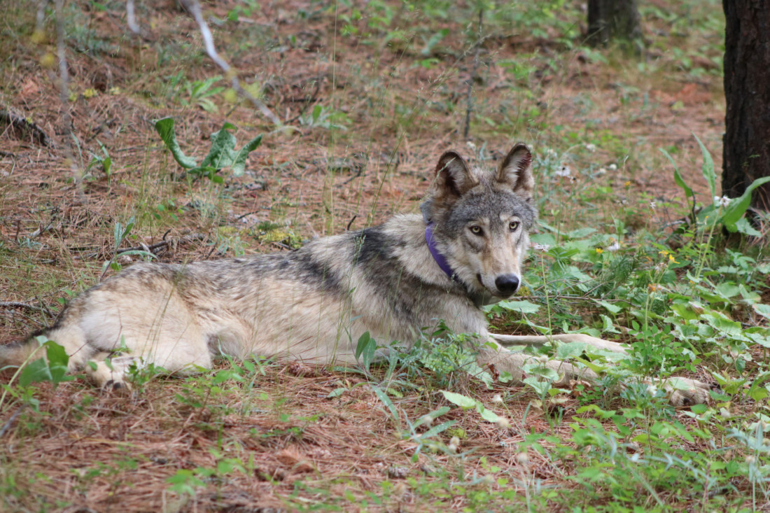 CDFW initiates process to evaluate Wolf-Livestock Compensation Program