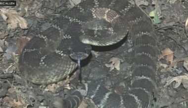 Abnormally warm March brings early start to rattlesnake season in the Central Valley