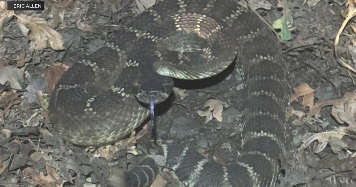 Abnormally warm March brings early start to rattlesnake season in the Central Valley