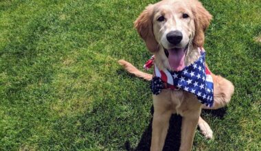 This Bay Area City Has A New Favorite Dog Breed