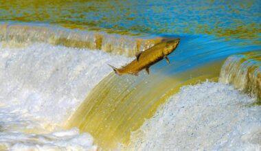 The Many Benefits of Dredging the Sacramento-San Joaquin Delta