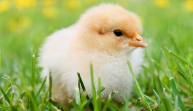 Help LBUSD students and adopt-a-chick with local nonprofit Ground Education