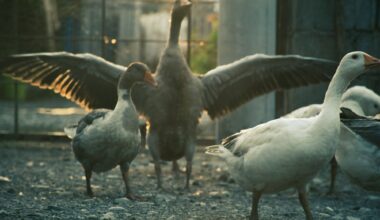 Ottawa Senators versus Anaheim Ducks