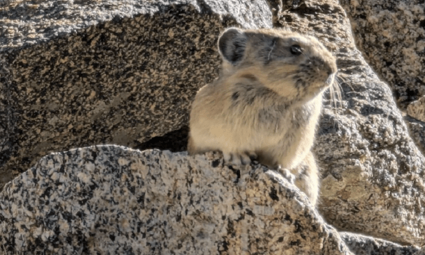 A pika in the wild. (Boulder Daily Camera)