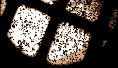 Could the Prescott Greening Project lead to too much pollen? 