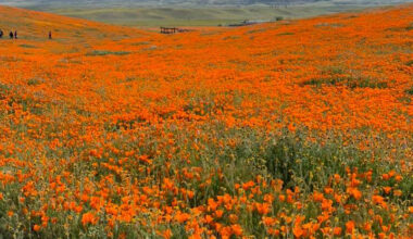 AV Poppy State Natural Reserve Nominatred for Favorite California State Park