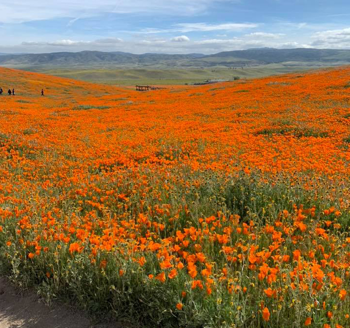AV Poppy State Natural Reserve Nominatred for Favorite California State Park