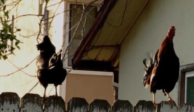 Chickens overrun Old North Sacramento neighborhood