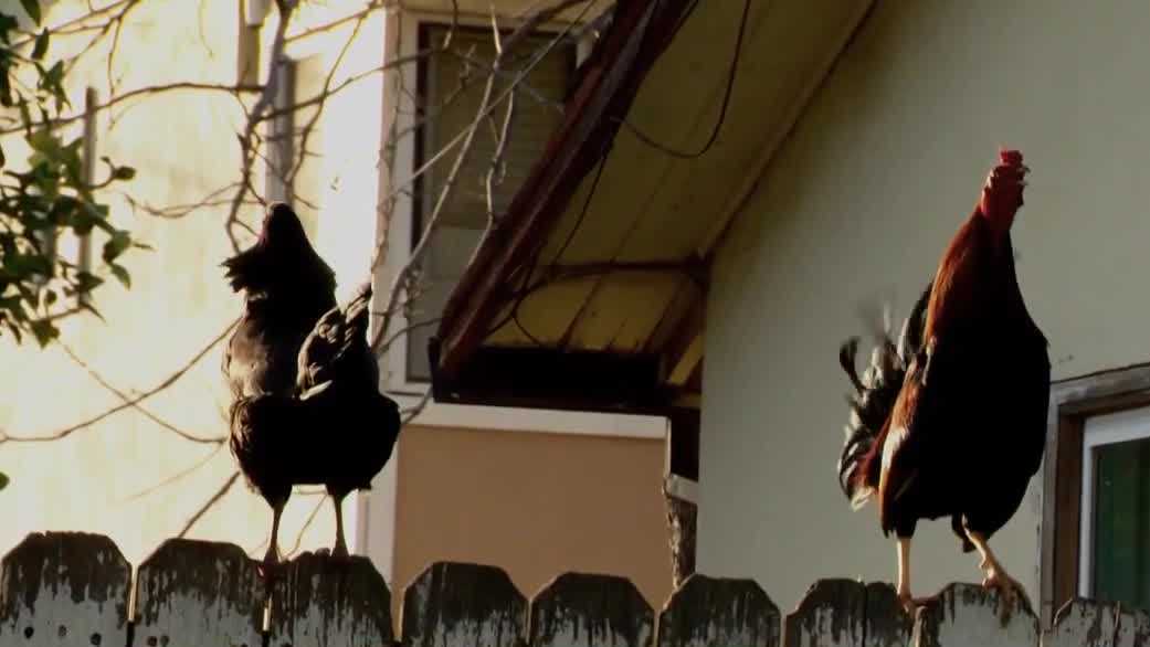 Chickens overrun Old North Sacramento neighborhood