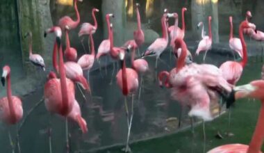 Sacramento Zoo to conduct annual “flamingo roundup” for Caribbean flamingo flock